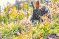 Rabit in ping spring flowers. Cute rabbit with flower dandelion sitting in grass. Animal in nature habitat, life in meadow. Europe Royalty Free Stock Photo