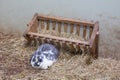 Rabit resting Royalty Free Stock Photo