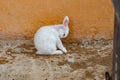 Rabit resting in its abit Royalty Free Stock Photo