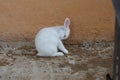 Rabit resting in its abit Royalty Free Stock Photo