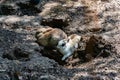 Rabits in a cage in a zoo enclosure Royalty Free Stock Photo