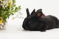 Rabits Royalty Free Stock Photo