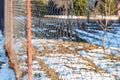 Rabitz on a background of green grass and snow, fence, texture, background, building material