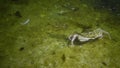 ÃÂ¡rabs Liocarcinus holsatus. Green algae grow on the crab shell. Black Sea