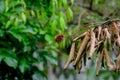 Rabutan fruit with dried plant