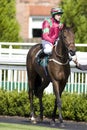 RAC: Kieren Fallon return to the saddle Royalty Free Stock Photo