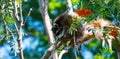 Raccon hanging resting