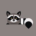 Raccon Royalty Free Stock Photo