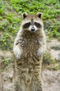 Raccoon Royalty Free Stock Photo