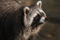 Raccoon Royalty Free Stock Photo