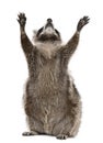 Raccoon, 2 years old, reaching up