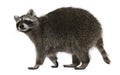 Raccoon, 2 years old, walking