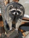 Raccoon Royalty Free Stock Photo