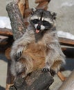 Raccoon Royalty Free Stock Photo