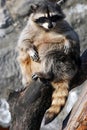 Raccoon Royalty Free Stock Photo