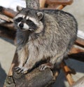 Raccoon Royalty Free Stock Photo
