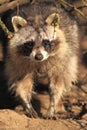 Raccoon Royalty Free Stock Photo