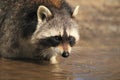 Raccoon Royalty Free Stock Photo