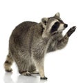 Raccoon (9 months) - Procyon lotor Royalty Free Stock Photo