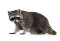 Raccoon (9 months) - Procyon lotor Royalty Free Stock Photo