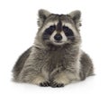 Raccoon (9 months) - Procyon lotor Royalty Free Stock Photo