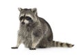 Raccoon (9 months) - Procyon lotor Royalty Free Stock Photo