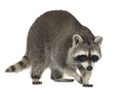 Raccoon (9 months) - Procyon lotor Royalty Free Stock Photo