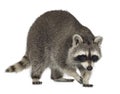 Raccoon (9 months) - Procyon lotor