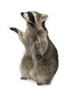 Raccoon (9 months) - Procyon lotor Royalty Free Stock Photo
