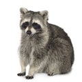 Raccoon (9 months) - Procyon lotor