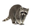 Raccoon (9 months) - Procyon lotor Royalty Free Stock Photo