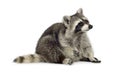 Raccoon (9 months) - Procyon lotor Royalty Free Stock Photo