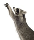 Raccoon (9 months) - Procyon lotor Royalty Free Stock Photo