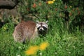 Raccoon