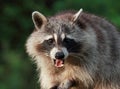 Raccoon Royalty Free Stock Photo
