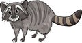 Raccoon animal cartoon illustration