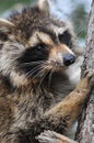 Raccoon animal animal stock photos. Raccoon animal head close-up profile in a tree profile view