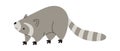 Raccoon Animal Illustration