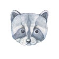 Raccoon animals cute muzzle face cartoon watercolor hand drawn Royalty Free Stock Photo