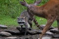 Raccoon and Buck Royalty Free Stock Photo