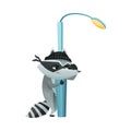 Raccoon Burglar with Striped Tail Wearing Mask Hiding Behind Lamp Post Vector Illustration