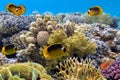 Raccoon butterfly fish and Hard corals in the Red Sea  Egypt Royalty Free Stock Photo