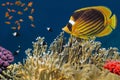 Raccoon butterfly fish with soft and hard corals Royalty Free Stock Photo