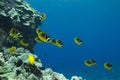 Raccoon Butterflyfish