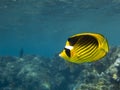 Raccoon Butterflyfish