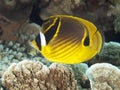 Raccoon butterflyfish