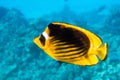 Raccoon Butterflyfish Chaetodon lunula, Clear Blue Turquoise Water. Colorful Tropical Coral Fish In The Ocean. Yellow Stripped