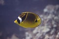 Raccoon Butterflyfish on Coral Reef