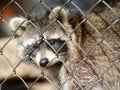 Raccoon in a cage