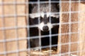 Raccoon in cage Royalty Free Stock Photo